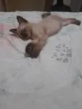 Menina