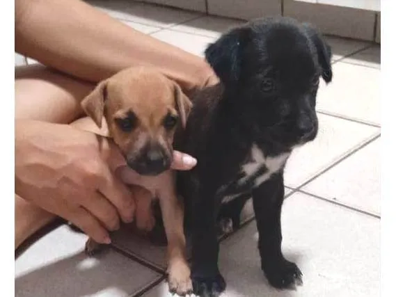 Cachorro ra a SRD-ViraLata idade Abaixo de 2 meses nome Sem nome 