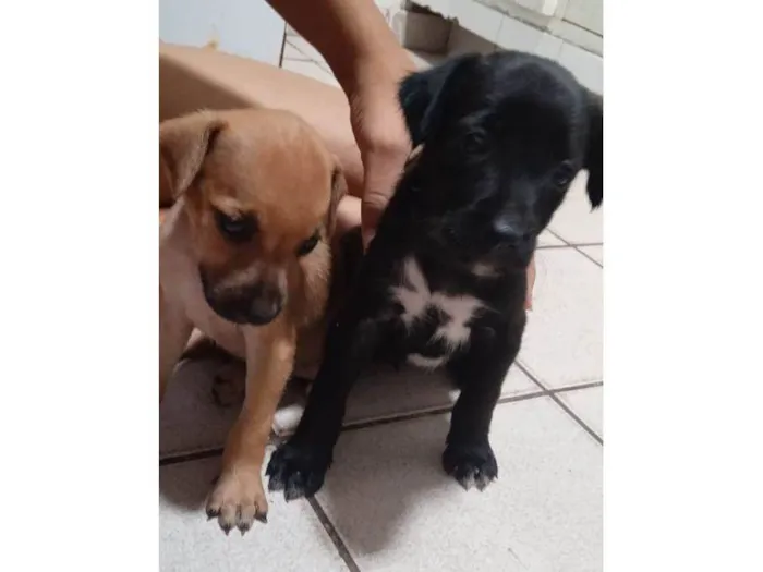 Cachorro ra a SRD-ViraLata idade Abaixo de 2 meses nome Sem nome 