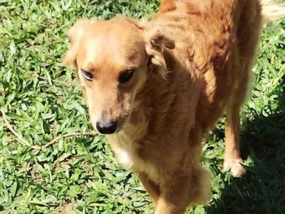 Cachorro raça SRD  idade 2 anos nome Sofia