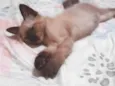 Menina