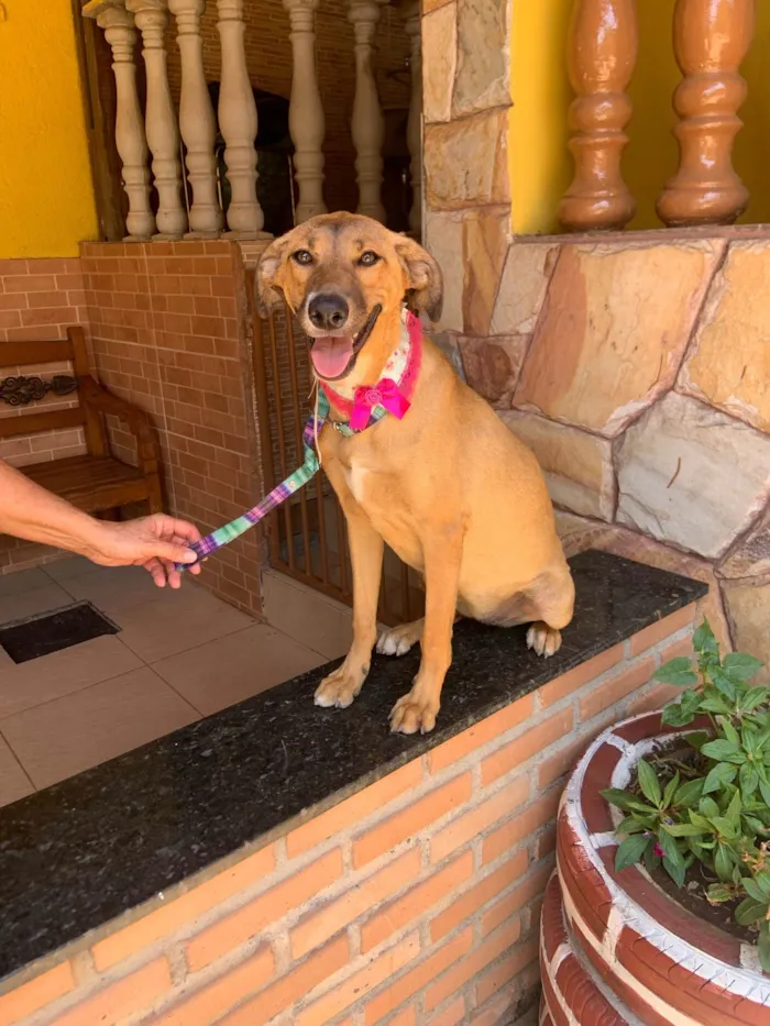 Cachorro ra a SRD-ViraLata idade 7 a 11 meses nome Bela