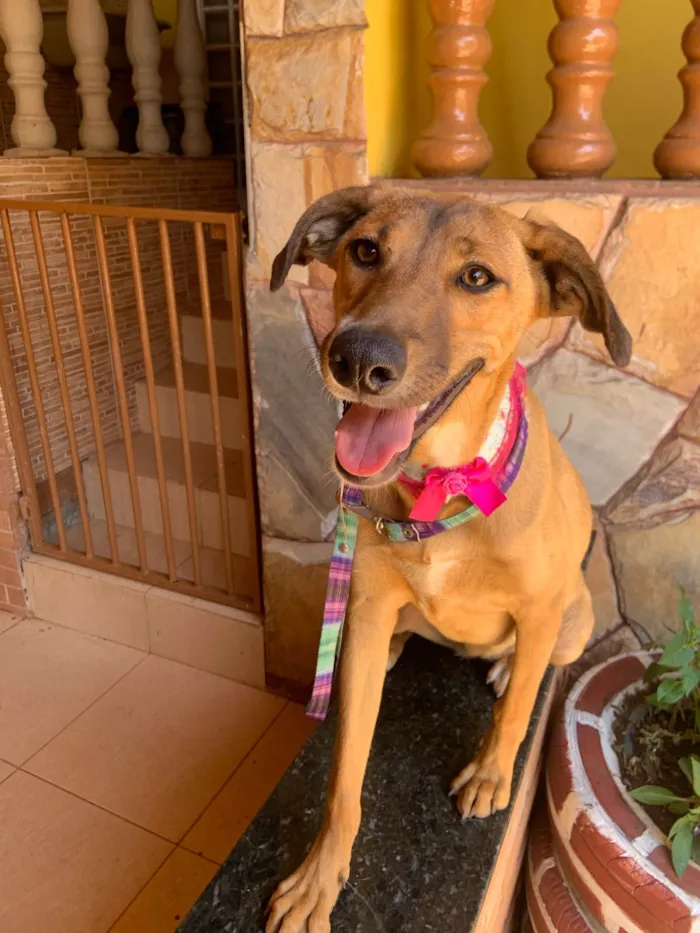 Cachorro ra a SRD-ViraLata idade 7 a 11 meses nome Bela