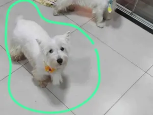 Cachorro raça west white terrier idade 7 a 11 meses nome Maya e Luke