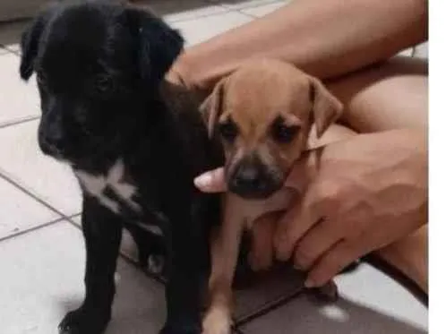 Cachorro ra a SRD-ViraLata idade Abaixo de 2 meses nome Sem nome 