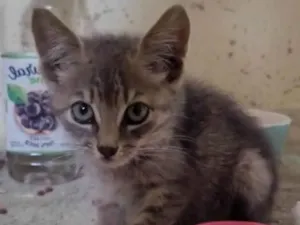 Gato raça Srd idade Abaixo de 2 meses nome Filo