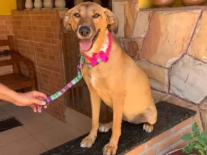 Cachorro raça SRD-ViraLata idade 7 a 11 meses nome Bela