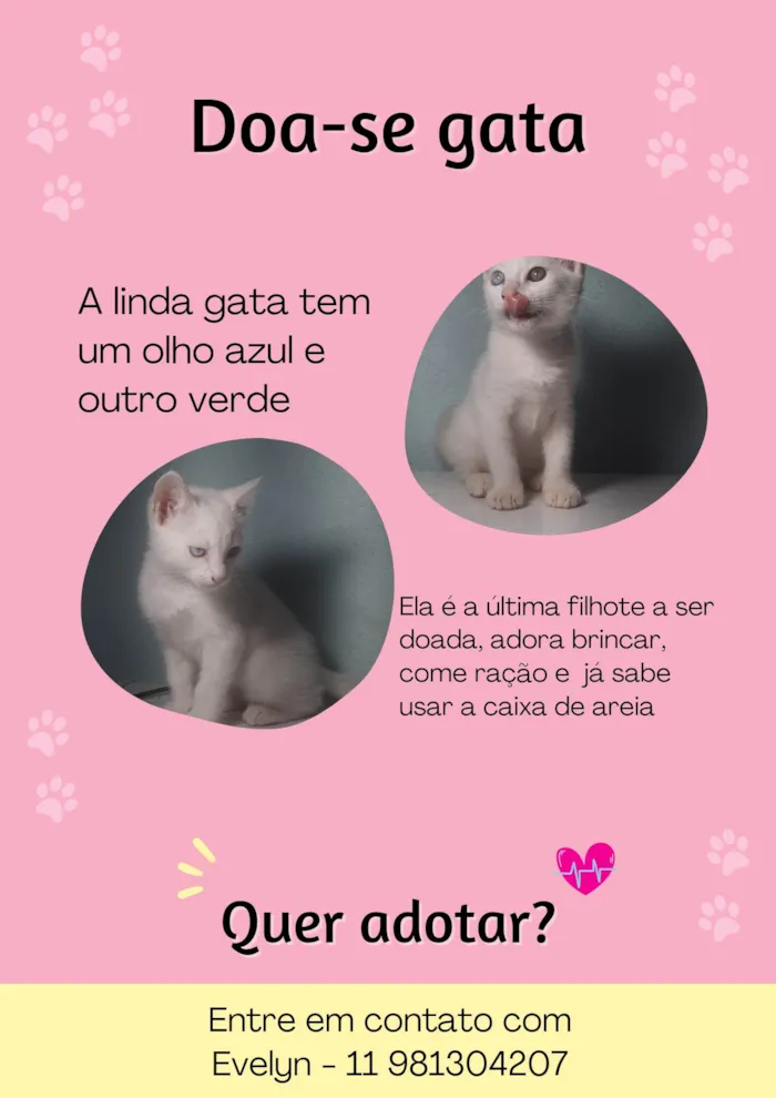 Gato ra a SRD-ViraLata idade 2 a 6 meses nome Gata