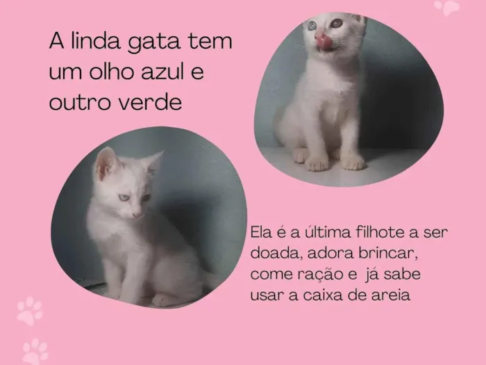 Gato ra a SRD-ViraLata idade 2 a 6 meses nome Gata