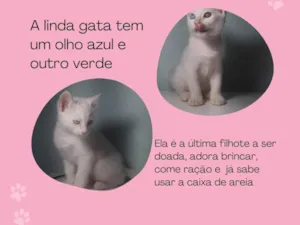 Gato raça SRD-ViraLata idade 2 a 6 meses nome Gata