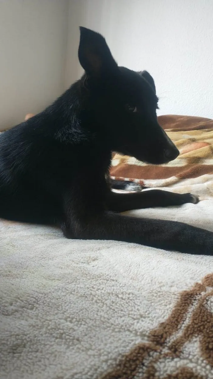 Cachorro ra a SRD-ViraLata idade 7 a 11 meses nome Narizinho 