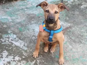 Cachorro raça SRD-ViraLata idade 7 a 11 meses nome Sansão