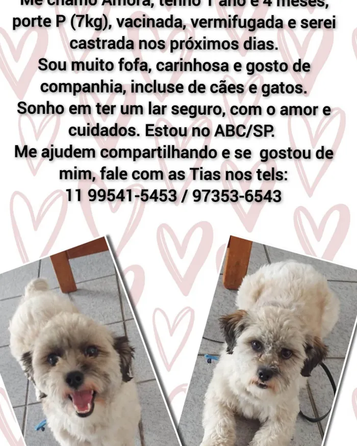 Cachorro ra a Srd idade 1 ano nome Amora