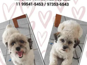 Cachorro raça Srd idade 1 ano nome Amora