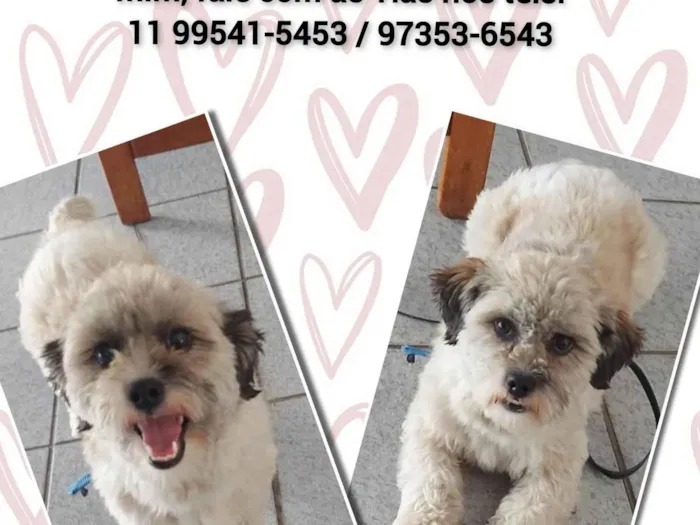 Cachorro ra a Srd idade 1 ano nome Amora