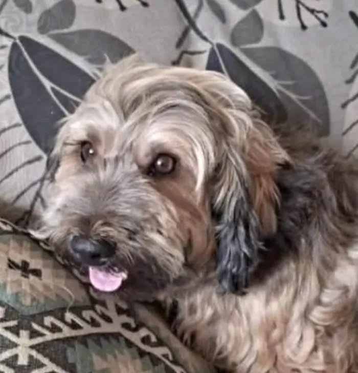 Cachorro ra a Mestico  idade 7 a 11 meses nome Todynho
