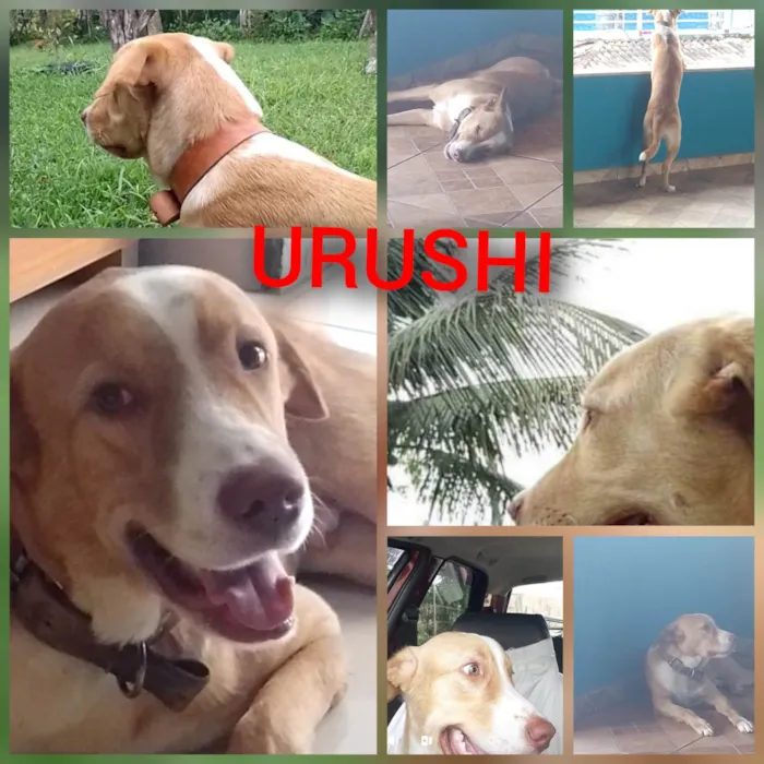 Cachorro ra a Labrador com Pitbull  idade 1 ano nome URUSHI 