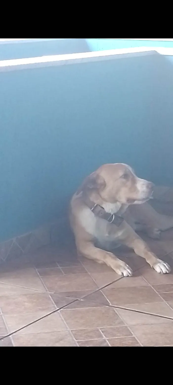 Cachorro ra a Labrador com Pitbull  idade 1 ano nome URUSHI 