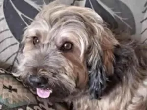 Cachorro raça Mestico  idade 7 a 11 meses nome Todynho