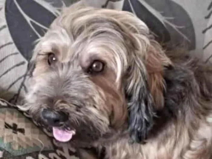 Cachorro ra a Mestico  idade 7 a 11 meses nome Todynho