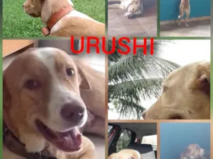 Cachorro raça Labrador com Pitbull  idade 1 ano nome URUSHI 