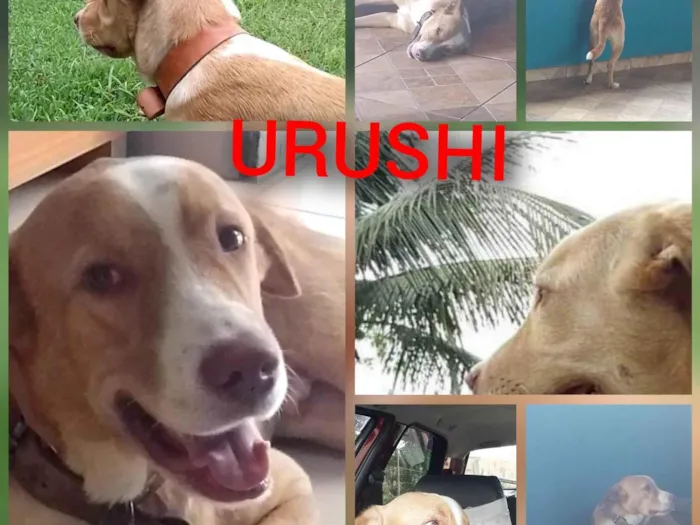 Cachorro ra a Labrador com Pitbull  idade 1 ano nome URUSHI 