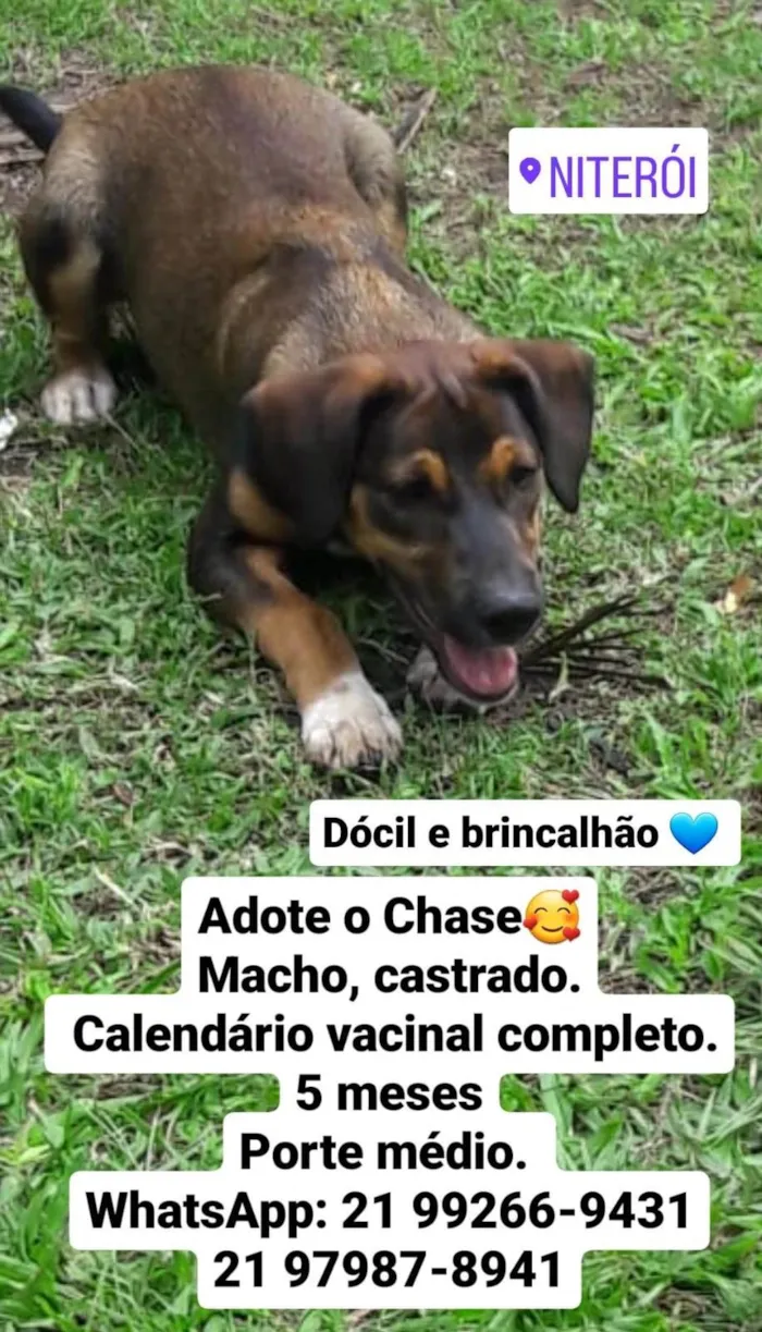 Cachorro ra a Mestico  idade 7 a 11 meses nome Todynho