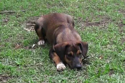 Cachorro ra a Mestico  idade 7 a 11 meses nome Todynho