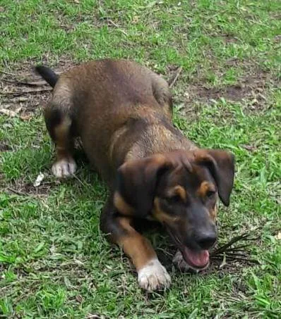 Cachorro ra a Mestico  idade 7 a 11 meses nome Todynho