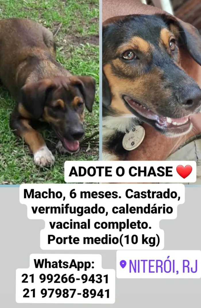 Cachorro ra a Mestico  idade 7 a 11 meses nome Todynho