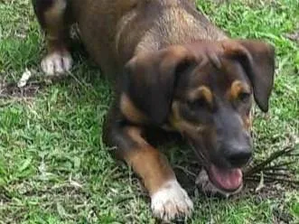 Cachorro ra a SRD-ViraLata idade 2 a 6 meses nome Chase 