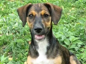 Cachorro raça SRD-ViraLata idade 2 a 6 meses nome Chase