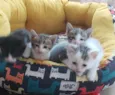 3 gatinhos machos