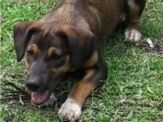 Cachorro ra a SRD-ViraLata idade 2 a 6 meses nome Chase 