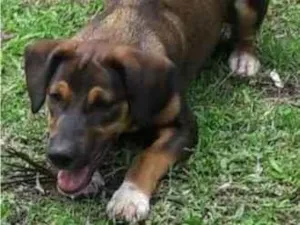 Cachorro raça SRD-ViraLata idade 2 a 6 meses nome Chase 