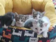 3 gatinhos machos