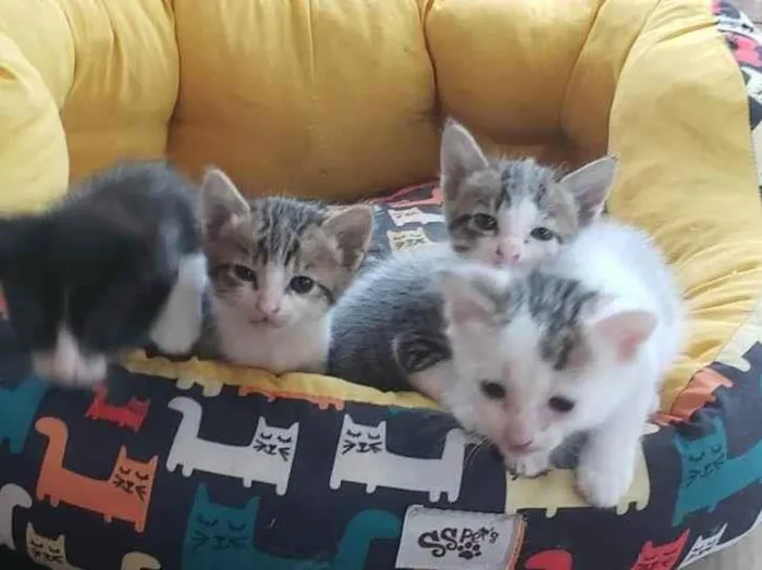 Gato ra a  idade Abaixo de 2 meses nome 3 gatinhos machos