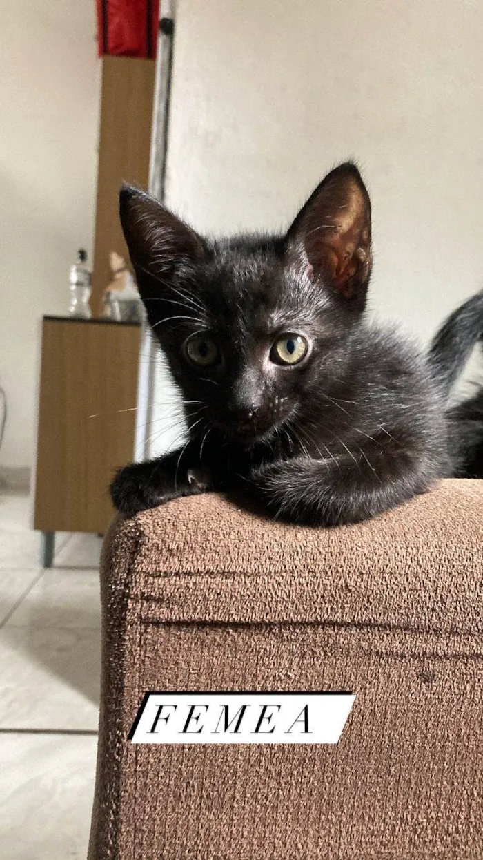 Gato ra a SRD-ViraLata idade 2 a 6 meses nome Bbs