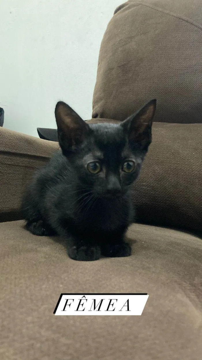 Gato ra a SRD-ViraLata idade 2 a 6 meses nome Bbs
