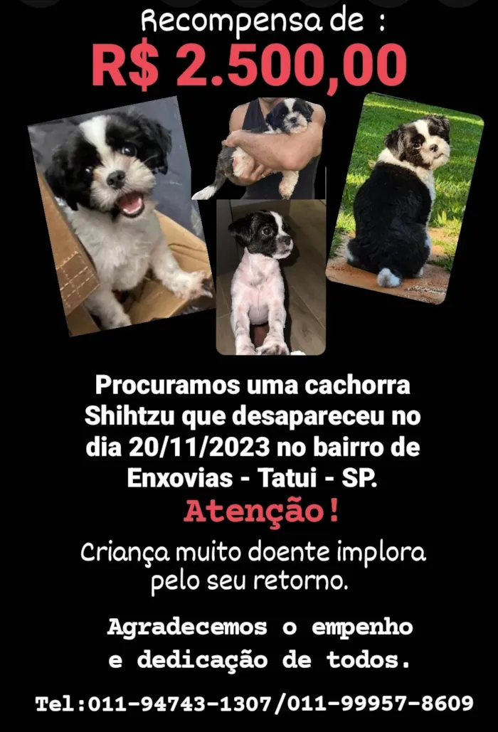 Cachorro ra a Shihtzu  idade 3 anos nome GRATIFICA - Babi