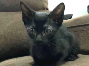 Gato raça SRD-ViraLata idade 2 a 6 meses nome Bbs