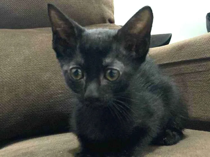 Gato ra a SRD-ViraLata idade 2 a 6 meses nome Bbs