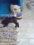 Bebes