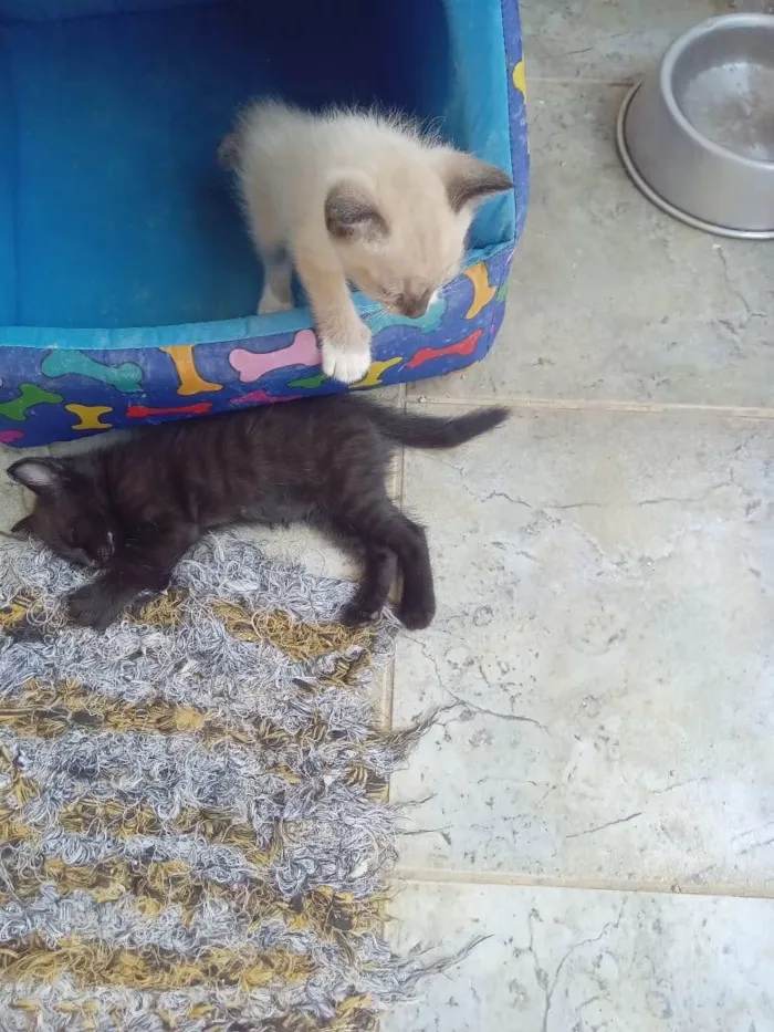 Gato ra a SRD-ViraLata idade Abaixo de 2 meses nome Bebes