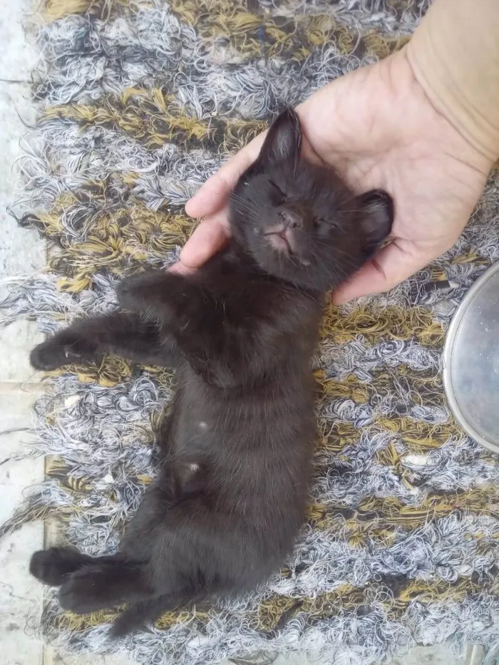 Gato ra a SRD-ViraLata idade Abaixo de 2 meses nome Bebes