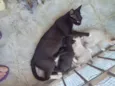 Bebes