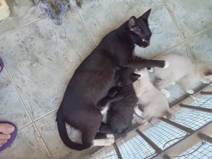 Gato ra a SRD-ViraLata idade Abaixo de 2 meses nome Bebes