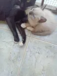 Bebes