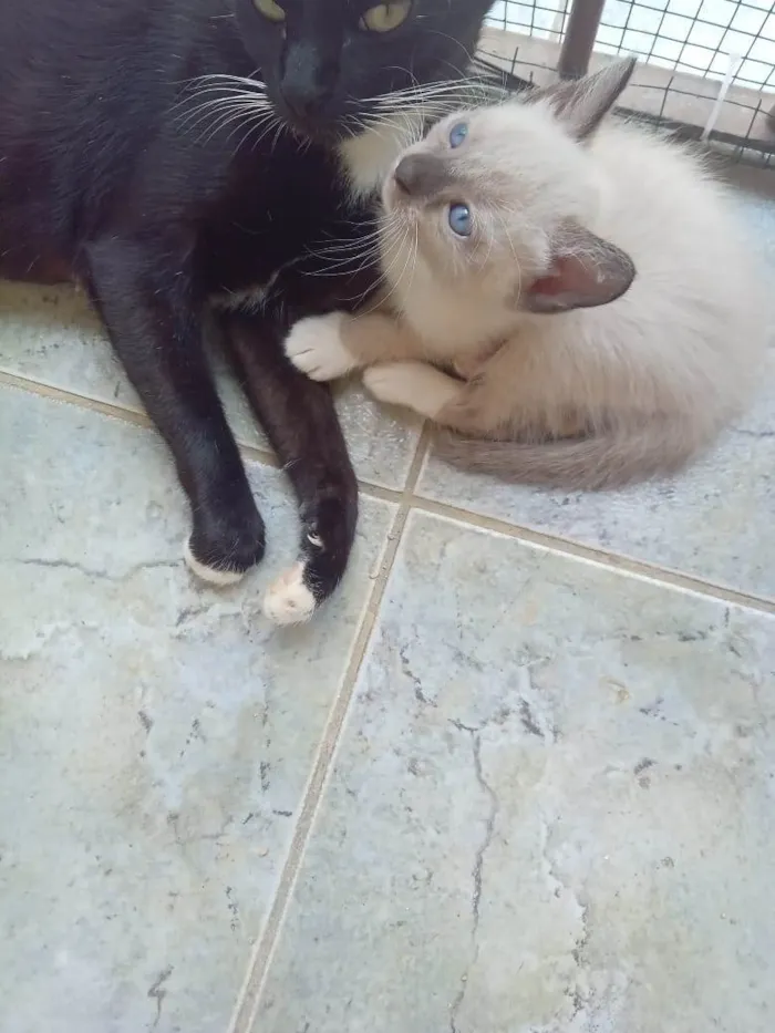 Gato ra a SRD-ViraLata idade Abaixo de 2 meses nome Bebes