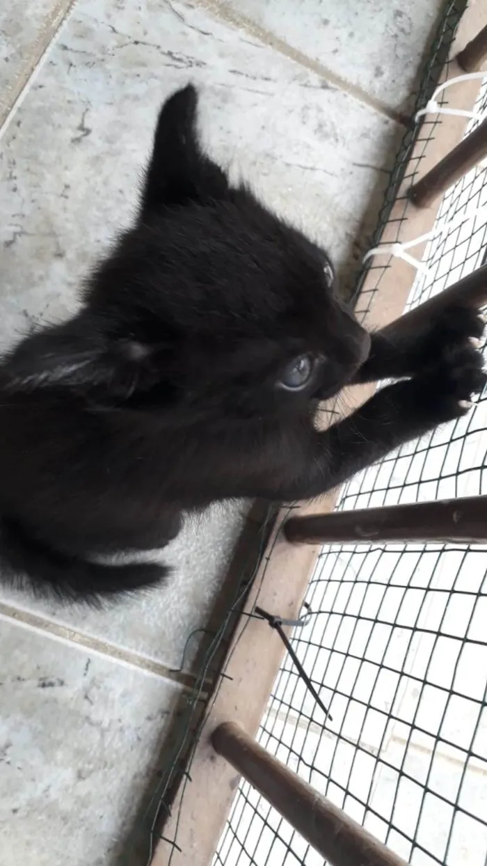 Gato ra a SRD-ViraLata idade Abaixo de 2 meses nome Bebes